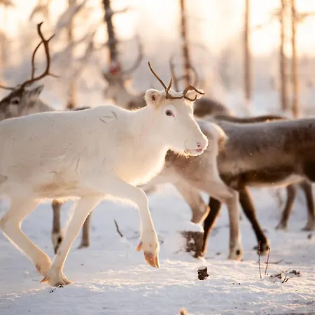 Lapland Aurora Riverside Raiskio