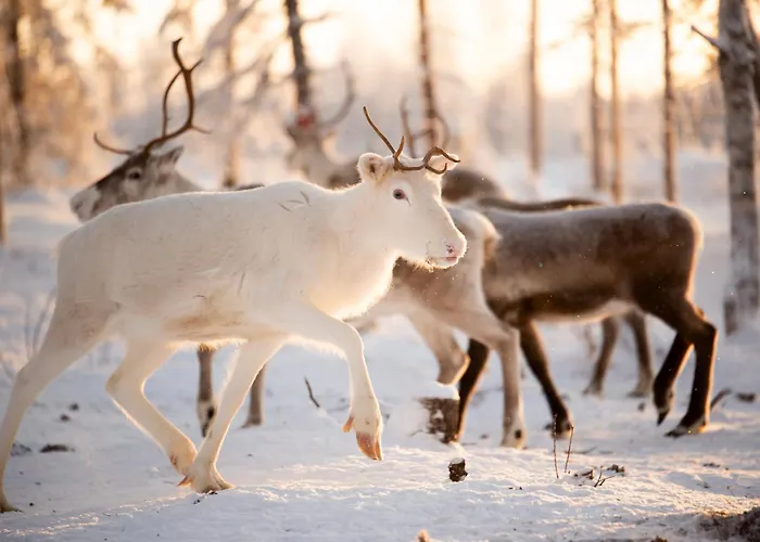 Lapland Aurora Riverside Raiskio